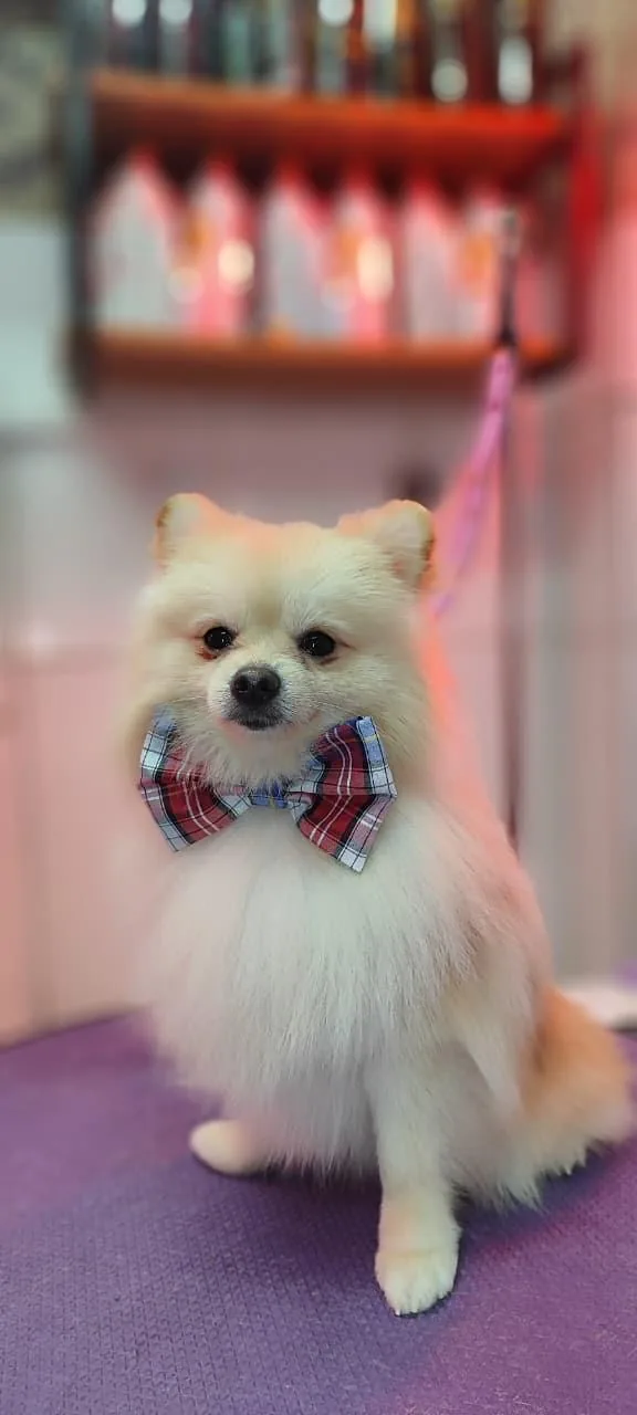 Cão de pelagem clara e fofa, usando gravata, após o banho e tosa