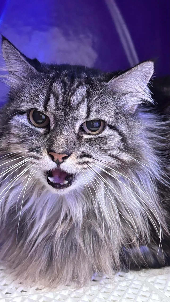 Gato de pelagem longa e acinzentada atendido no centro de estética